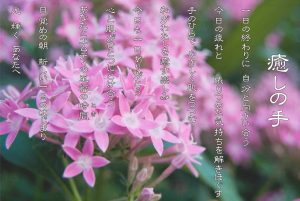 癒しの手　6月　ペンタスの花言葉は「願いが叶う」